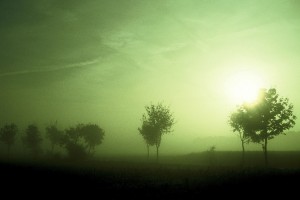 trees sunset and fog: green